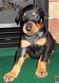 Doberman Pinscher